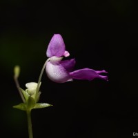 Impatiens yakandawalarum Gopallawa, Hapuarachchi & Jayathissa